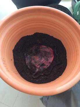 39157761_1809223642492349_5076900713968173056_n